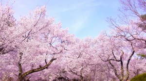 横浜でお花見デートをするなら？夜桜ライトアップも見たい！