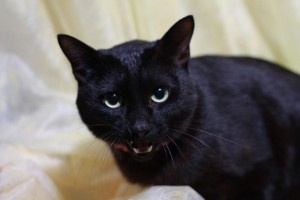 ハロウィンの仮装は黒猫を手作りで！耳やしっぽも可愛く作ろう！